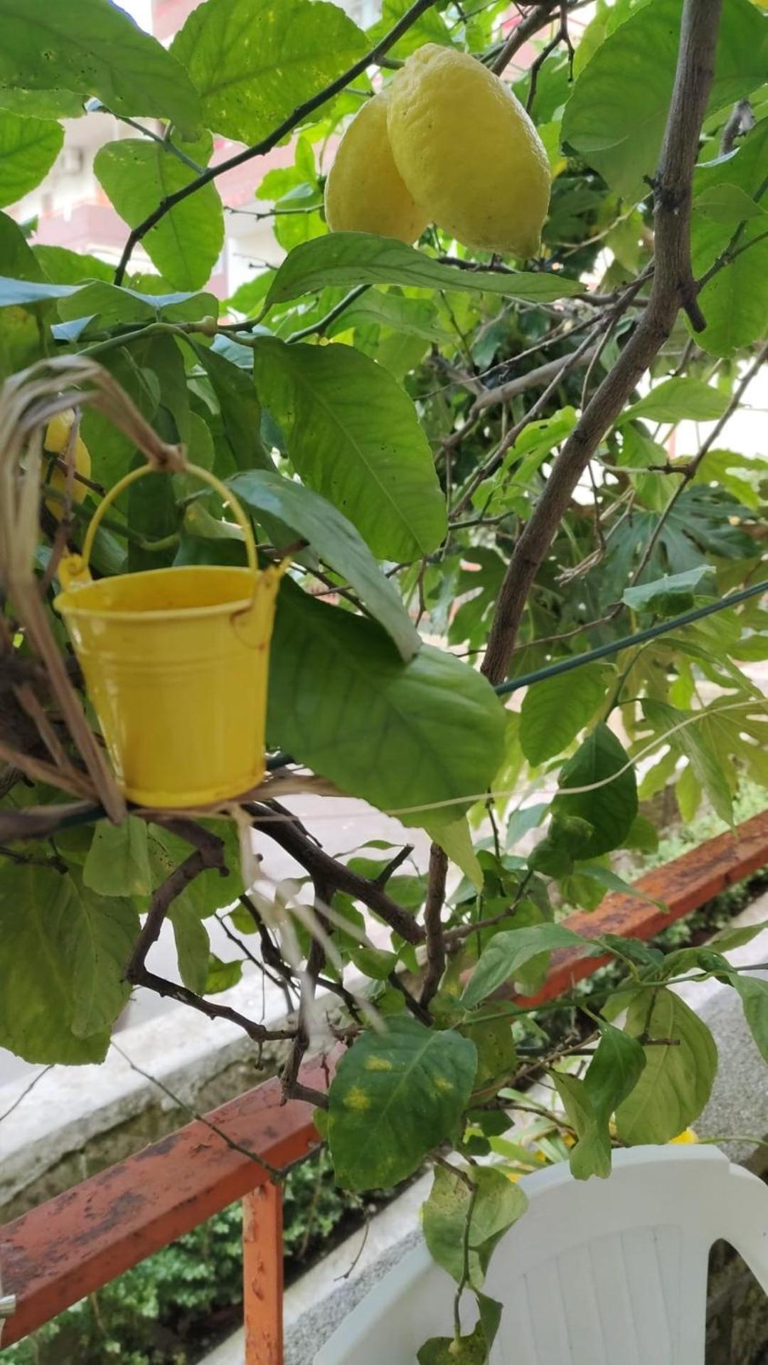 פגאני Casa Anselmo Guest House מראה חיצוני תמונה