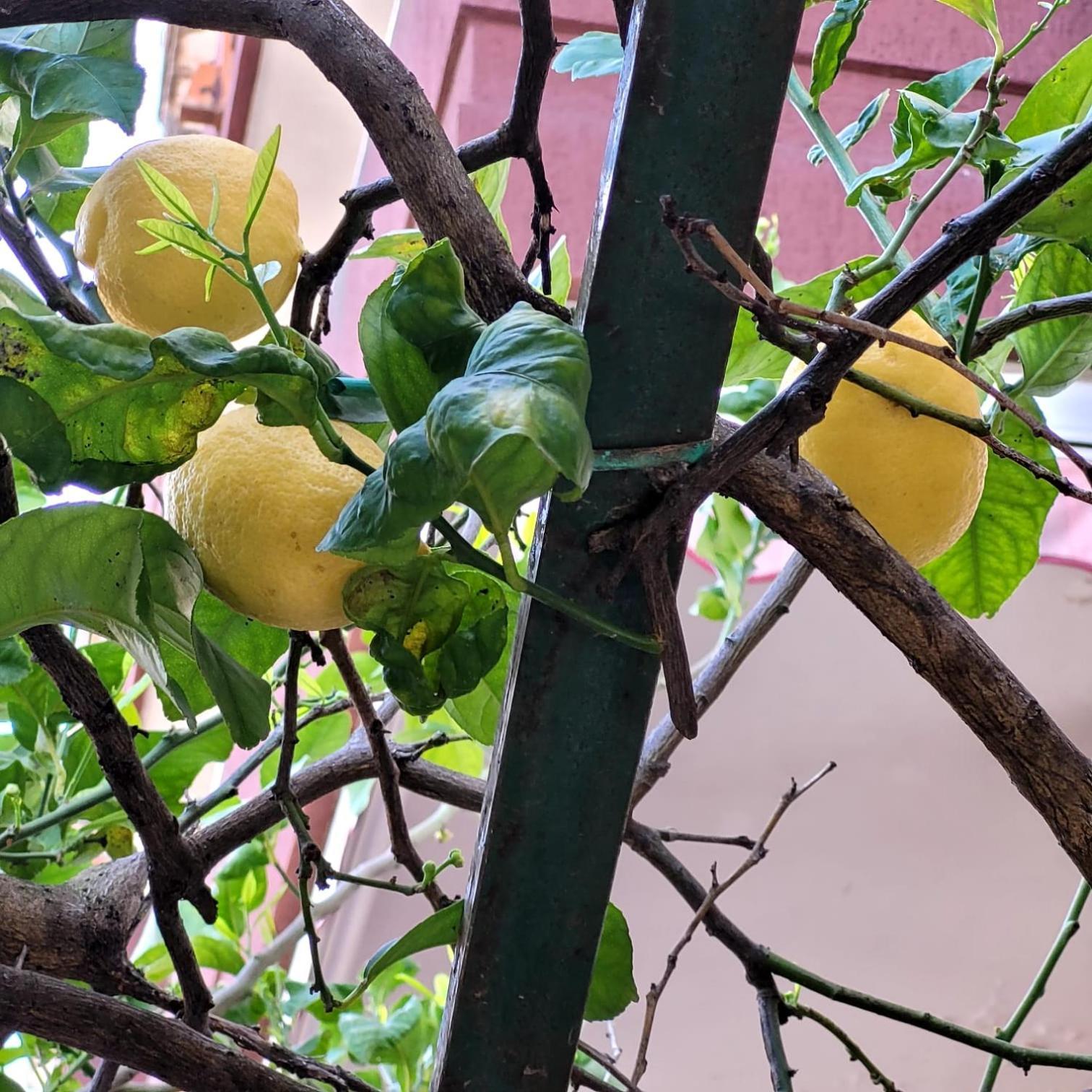 פגאני Casa Anselmo Guest House מראה חיצוני תמונה